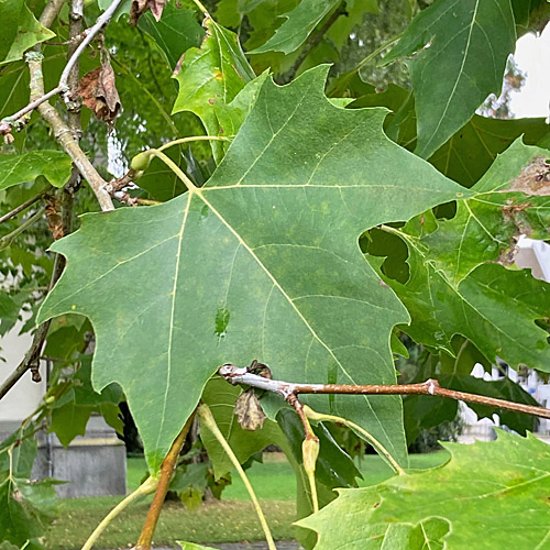 Bastard-Platane / Platanus x hispanica